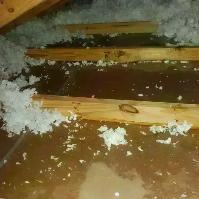 Attic Water Damage in Lewisville, TX