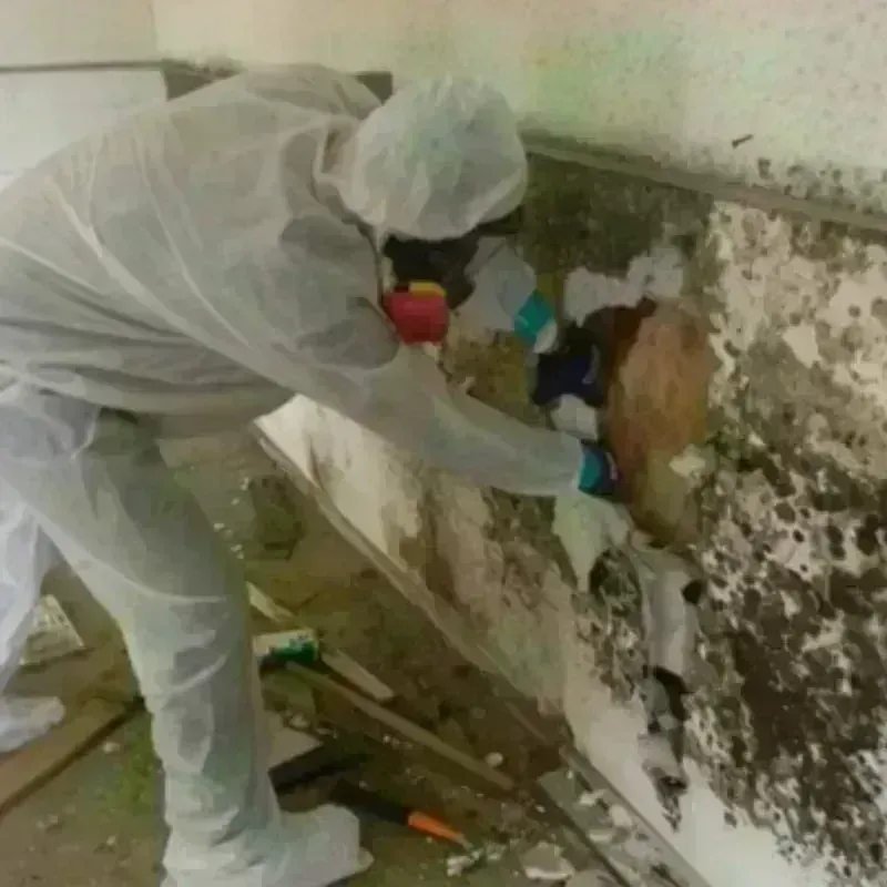 Mold Remediation and Removal in Lewisville, TX